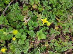Ranunculus sieboldii