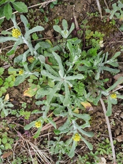 Pseudognaphalium affine
