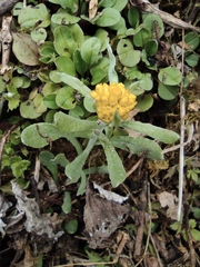 Pseudognaphalium affine
