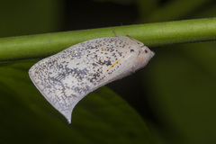 Lawana conspersa