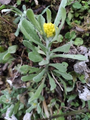 Pseudognaphalium affine