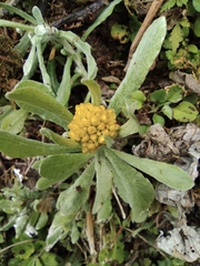 Pseudognaphalium affine