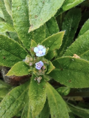 Thyrocarpus sampsonii