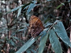 Opoptera