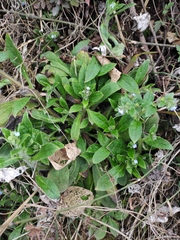 Thyrocarpus sampsonii