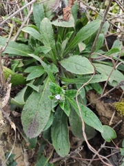 Thyrocarpus sampsonii