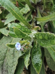 Thyrocarpus sampsonii