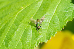 Sargus viridis
