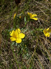 Linum campanulatum