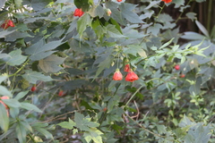 Abutilon × hybridum
