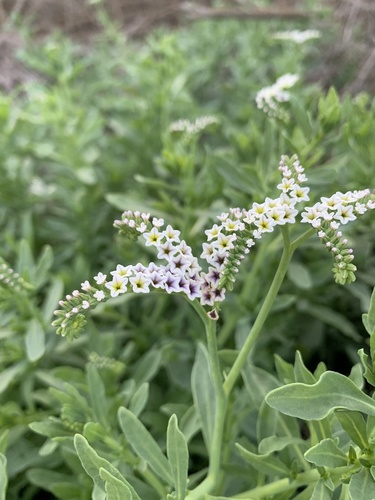 iNaturalist observation photo of alkali heliotrope