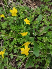 Ranunculus ternatus