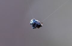 Araneidae