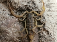 Centruroides suffusus