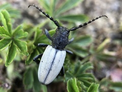 Dorcadion fuliginator