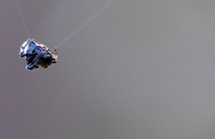 Araneidae
