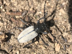 Dorcadion fuliginator