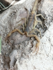 Centruroides suffusus