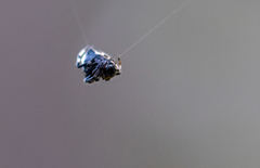 Araneidae