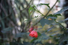 Abutilon × hybridum