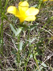 Linum campanulatum