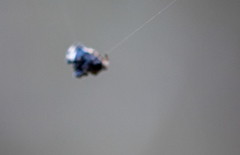 Araneidae