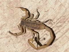 Centruroides suffusus