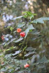 Abutilon × hybridum