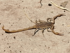 Centruroides suffusus