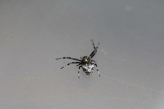 Verrucosa arenata