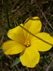 Linum campanulatum