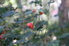 Abutilon × hybridum