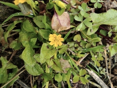 Lapsanastrum apogonoides