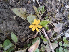 Lapsanastrum apogonoides