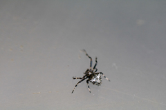 Verrucosa arenata