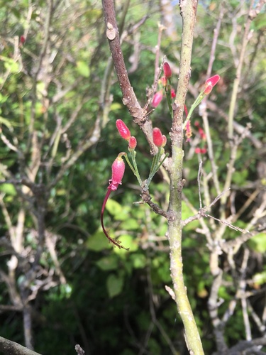 Helicteropsis microsiphon