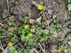 Lapsanastrum apogonoides