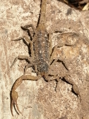 Centruroides suffusus
