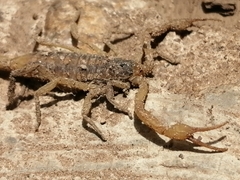 Centruroides suffusus