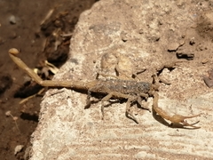 Centruroides suffusus