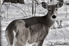 Odocoileus virginianus