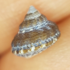 Gibbula fanulum
