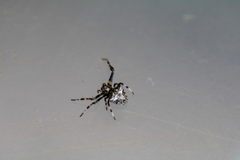 Verrucosa arenata