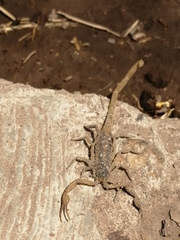 Centruroides suffusus