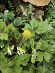 Ranunculus sieboldii