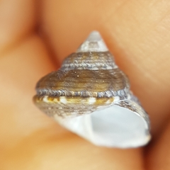 Gibbula fanulum