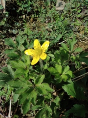 Ranunculus sieboldii