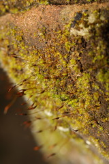 Tortula muralis