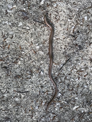 Westliche Blindschleiche
