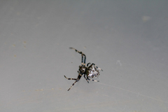 Verrucosa arenata